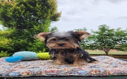 Yorkshire Terrier perros en venta: Yorki toy hembra  - Imagen 3