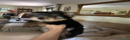 Yorkshire Terrier perros en venta: Yorkshire terrier  - Anuncio 2