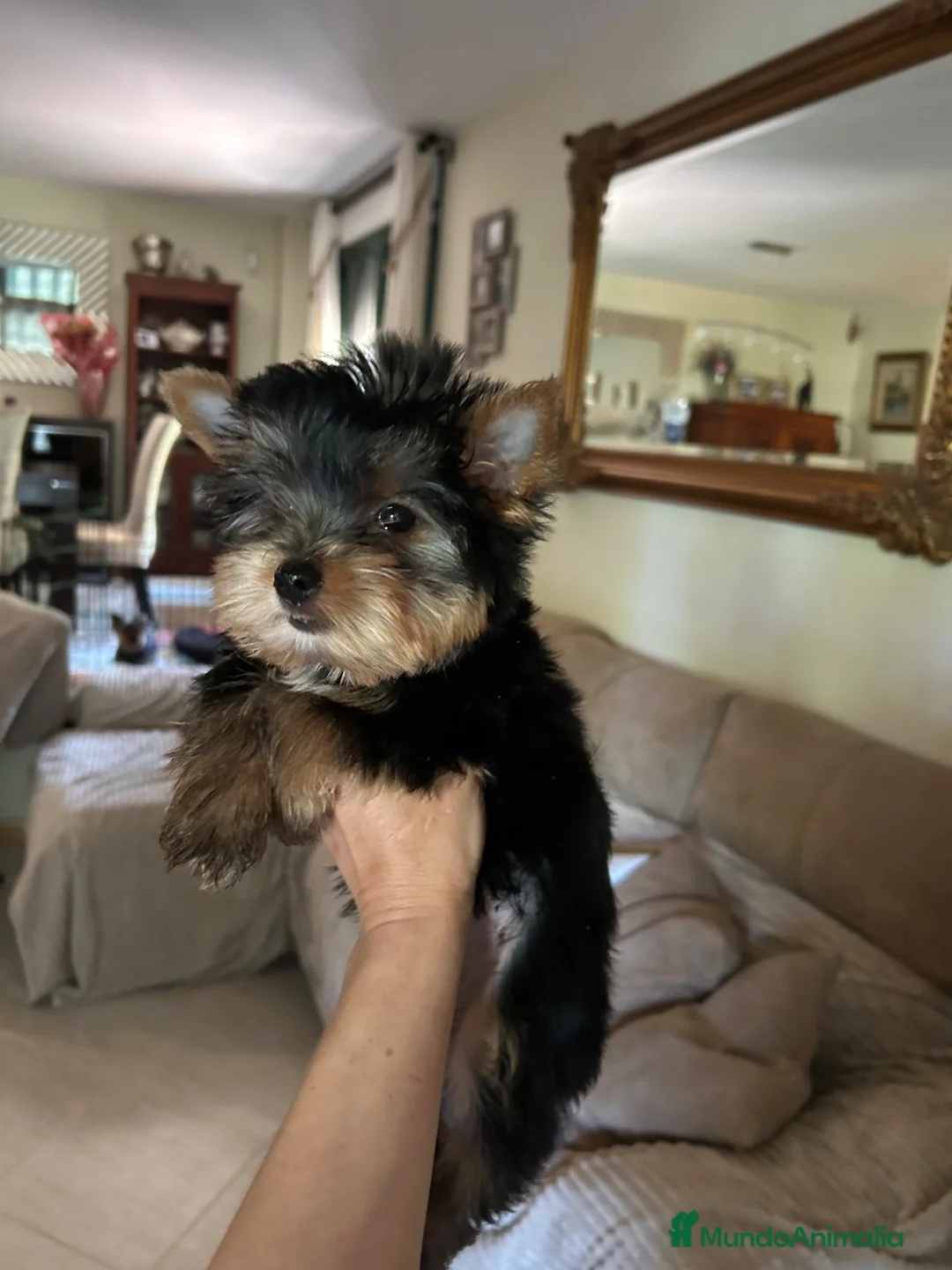 Yorkshire Terrier perros en venta: Yorkshire terrier  - Anuncio 2