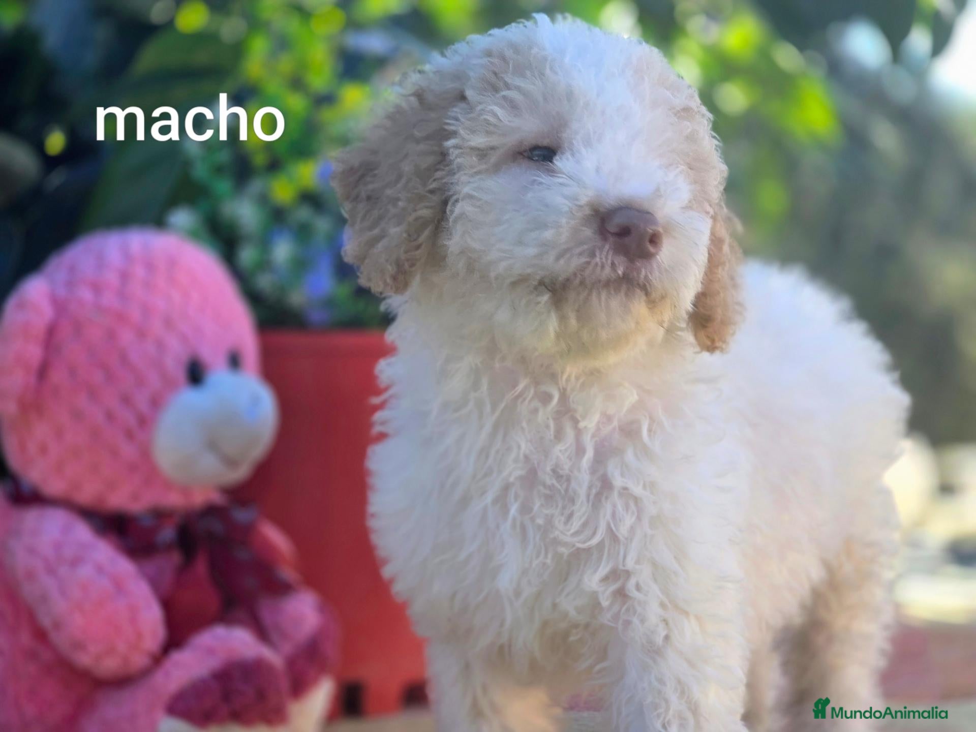 Perro de Agua Español perros en venta: Preciosos cachorros de perro de aguas - Anuncio 1