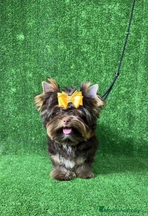Yorkshire Terrier perros Cachorros  Yorkshire  - Anuncio 9