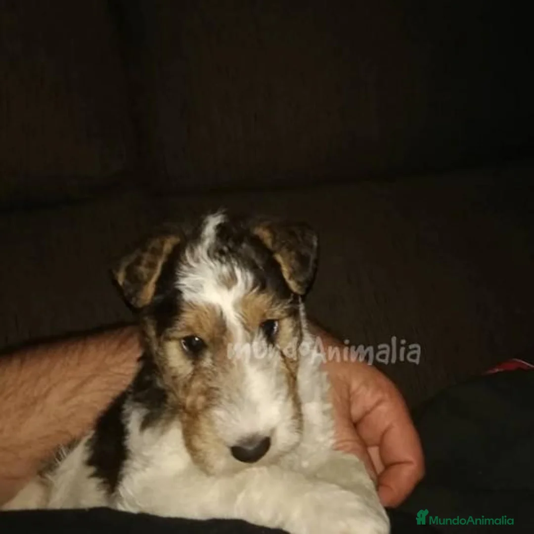 Imagen de galería {{count}}