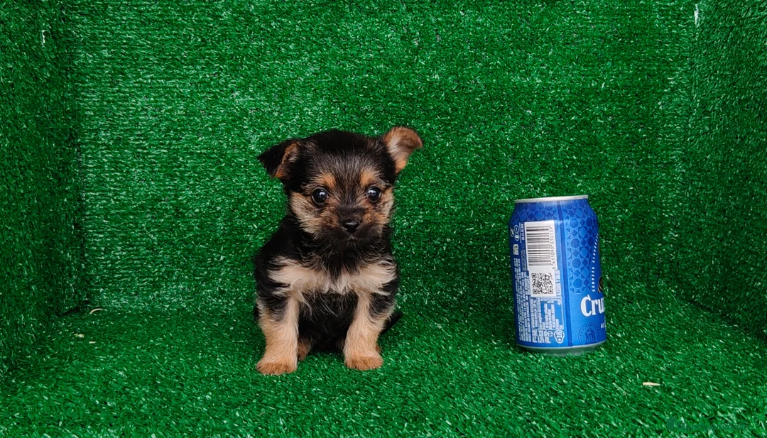 Yorkshire Terrier perros en venta: Yorkshire terrier  - Anuncio 3