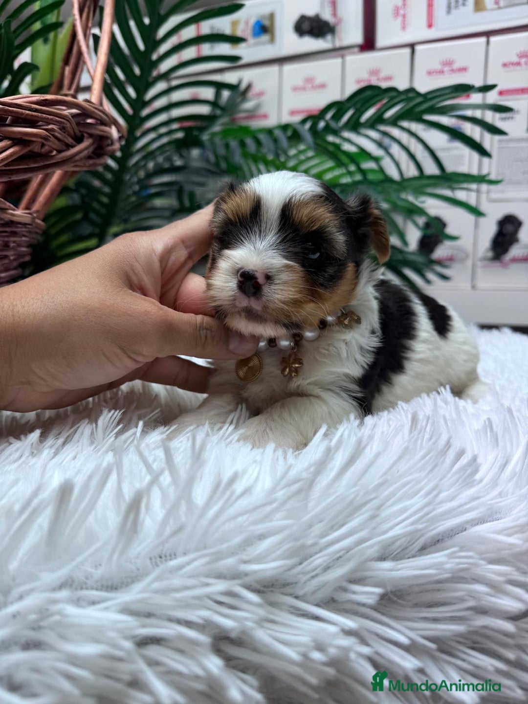 Yorkshire Terrier perros en venta: YORKSHIRE BIEWER HEMBRA - Anuncio 4