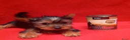 Yorkshire Terrier perros en venta: Yorkshire terrier Toy hembra preciosa  - Anuncio 2