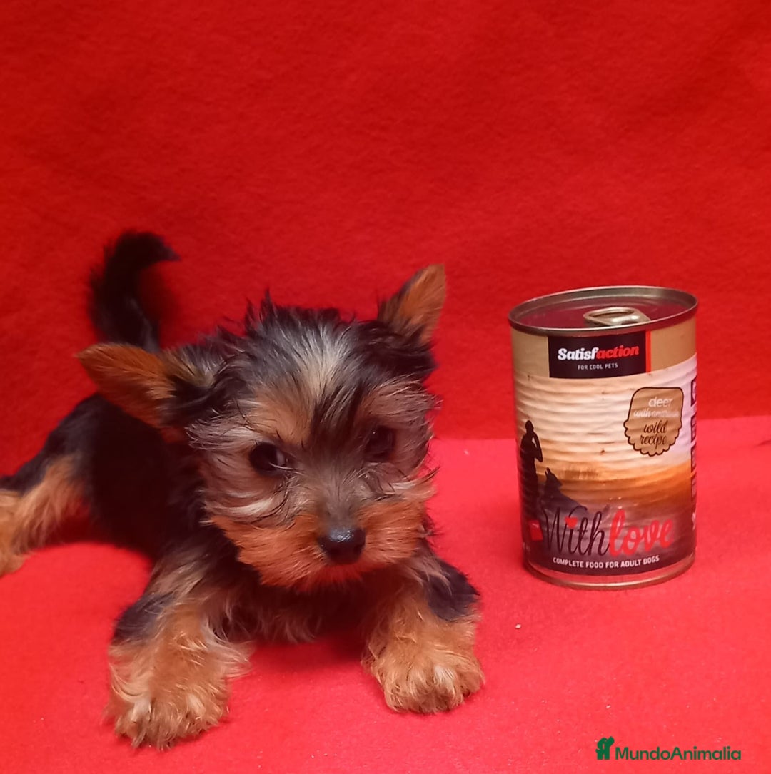 Yorkshire Terrier perros en venta: Yorkshire terrier Toy hembra preciosa  - Anuncio 2