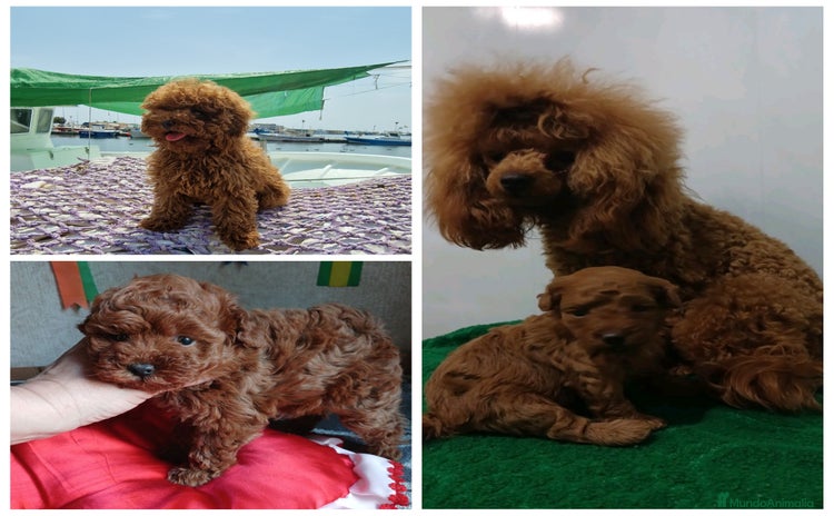 Caniche Toy perros - Anuncio 1