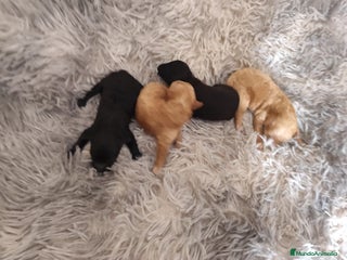 Caniche Toy perros Caniche toy - Anuncio 2