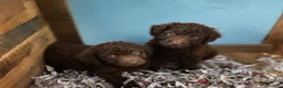 Perro de Agua Español perros en venta: Cachorras agua chocolate - Anuncio 1