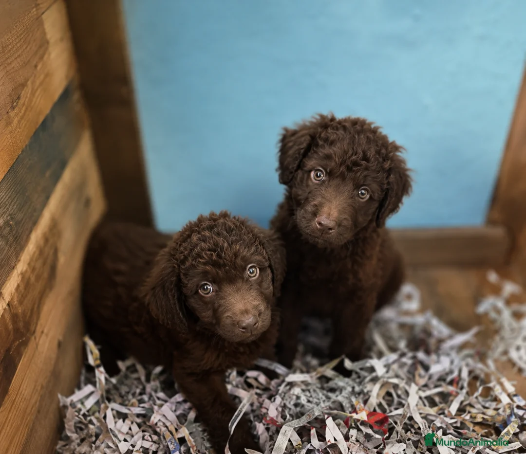 Perro de Agua Español perros en venta: Cachorras agua chocolate - Anuncio 1