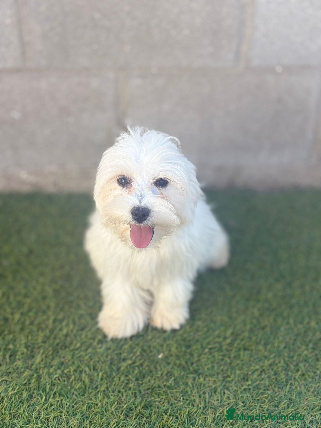 Bichón Maltés perros en venta: Bichon maltes - Imagen 6