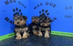 Yorkshire Terrier perros en venta: Cachorros Yorkshire 650€ ¡PRECIO REAL! - Imagen 4