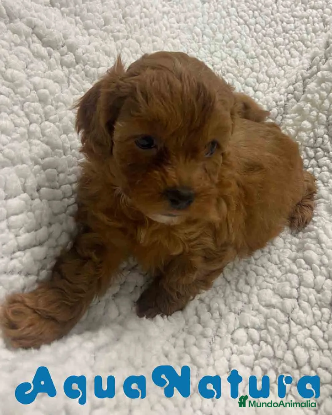 Havapoo perros en venta:  Havapoo Hembra 3 de Haya y Can AQUANATURA - Anuncio 3