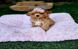 Maltipoo perros en venta: Maltipoo asiática mini - Anuncio 1
