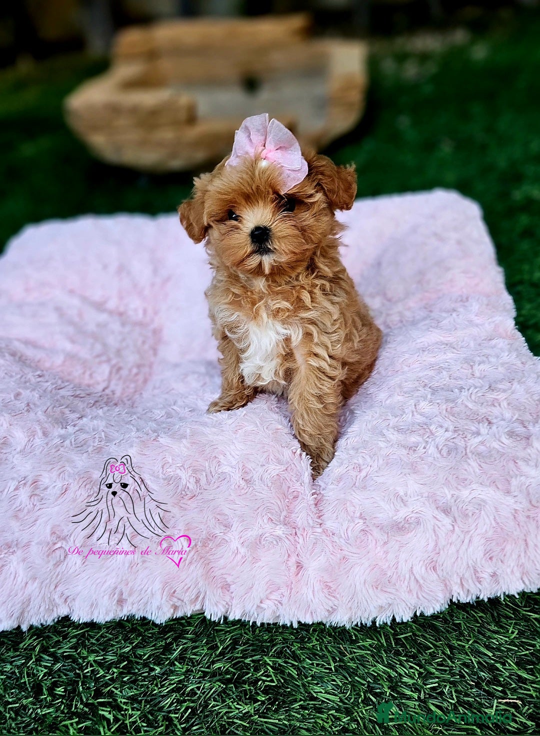 Maltipoo perros en venta: Maltipoo asiática mini - Anuncio 1