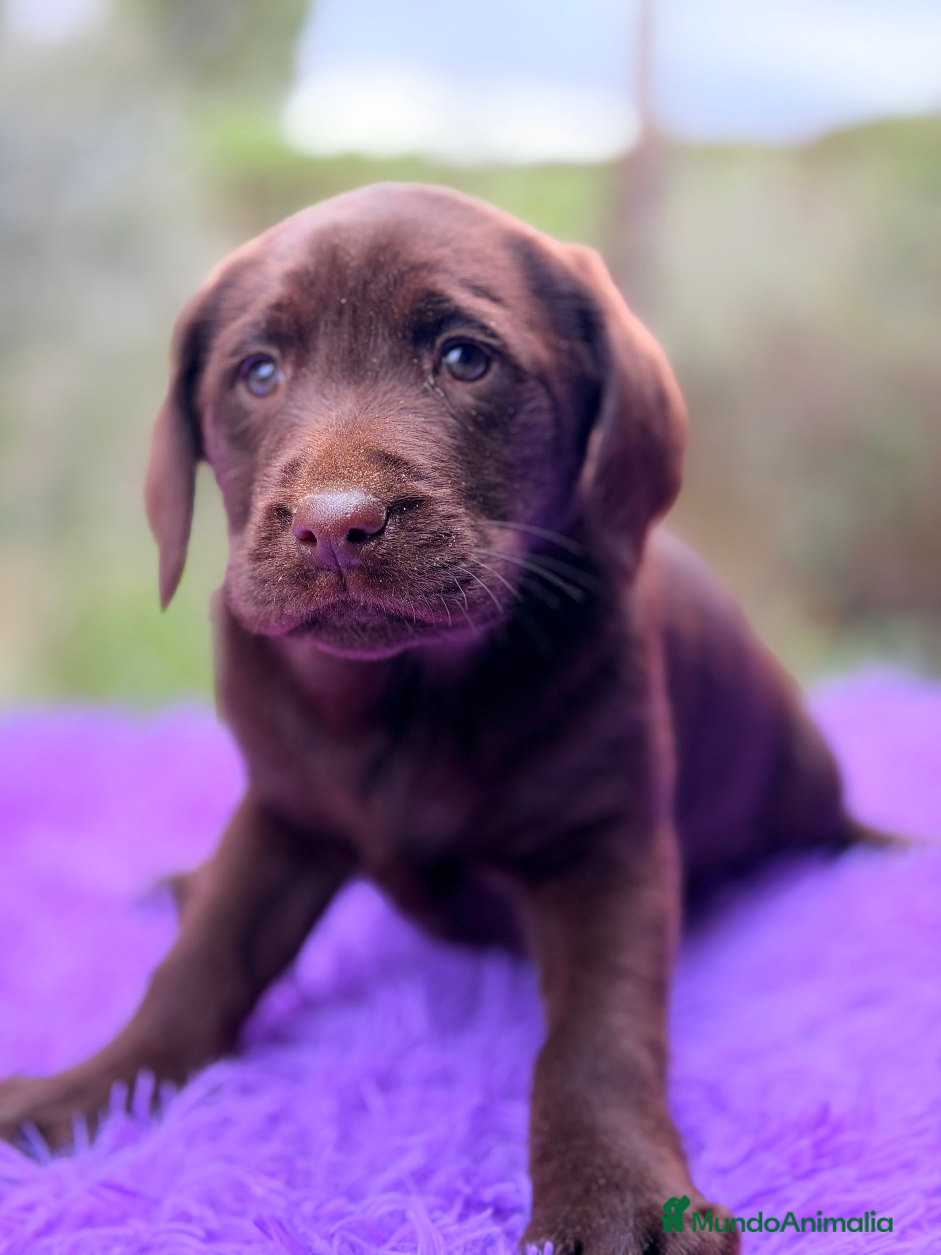 Labrador Retriever perros Labradora chocolate  - Anuncio 8