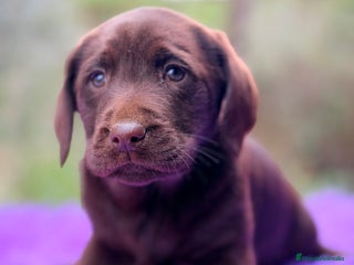 Labrador Retriever perros Labradora chocolate - Anuncio 2