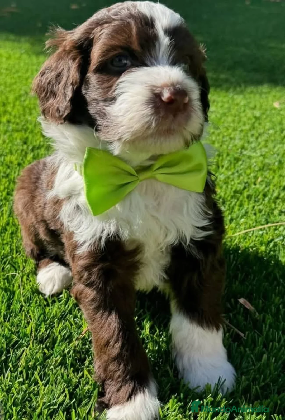 Perro de Agua Español perros en venta: PERRO DE AGUA ESPAÑOL ( TODA ESPAÑA )  - Anuncio 2