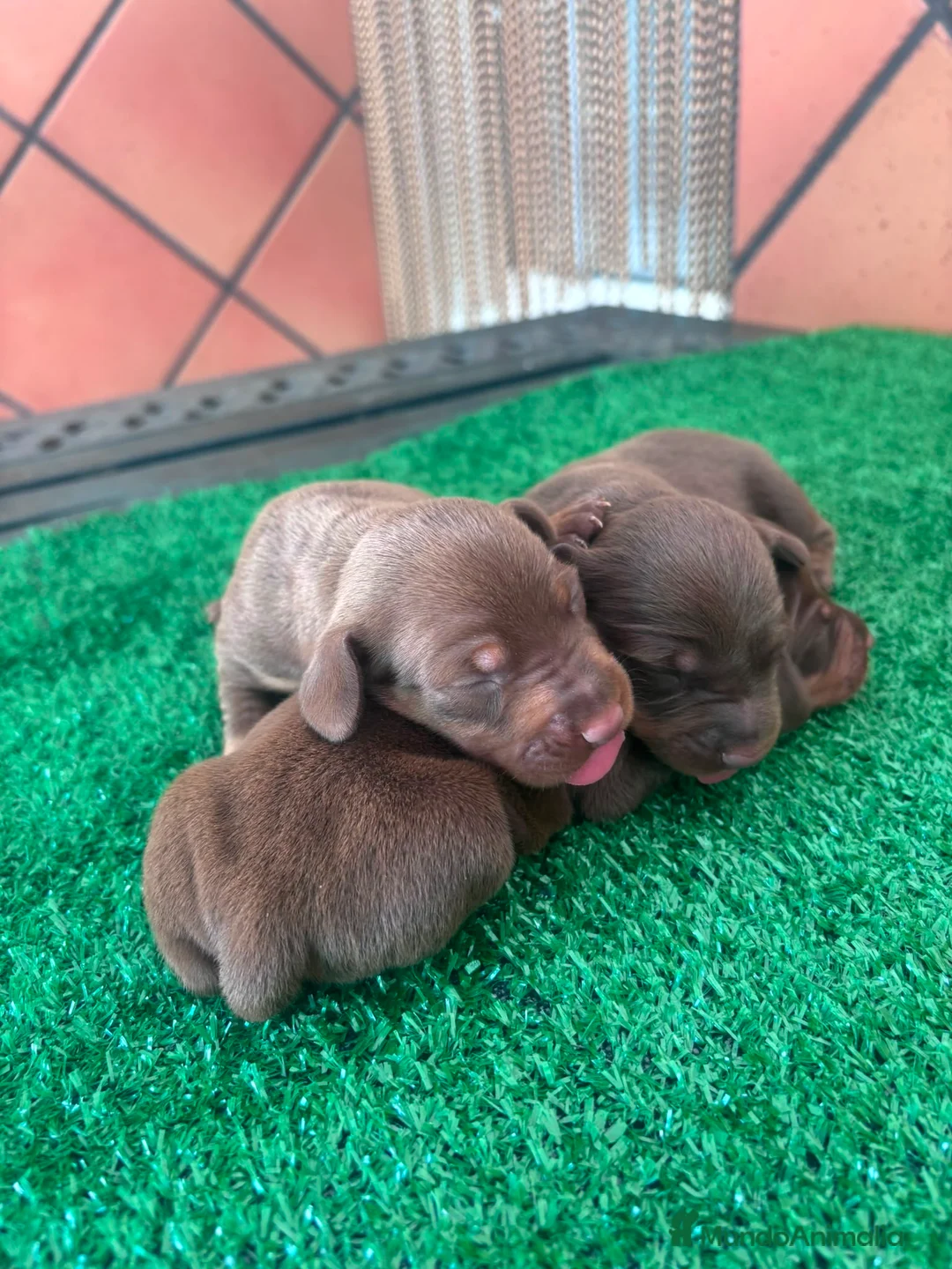 Teckel perros en venta: Teckel mini - Anuncio 21