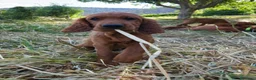 Setter Irlandés Rojo perros en venta: Setter Rojo - Anuncio 2