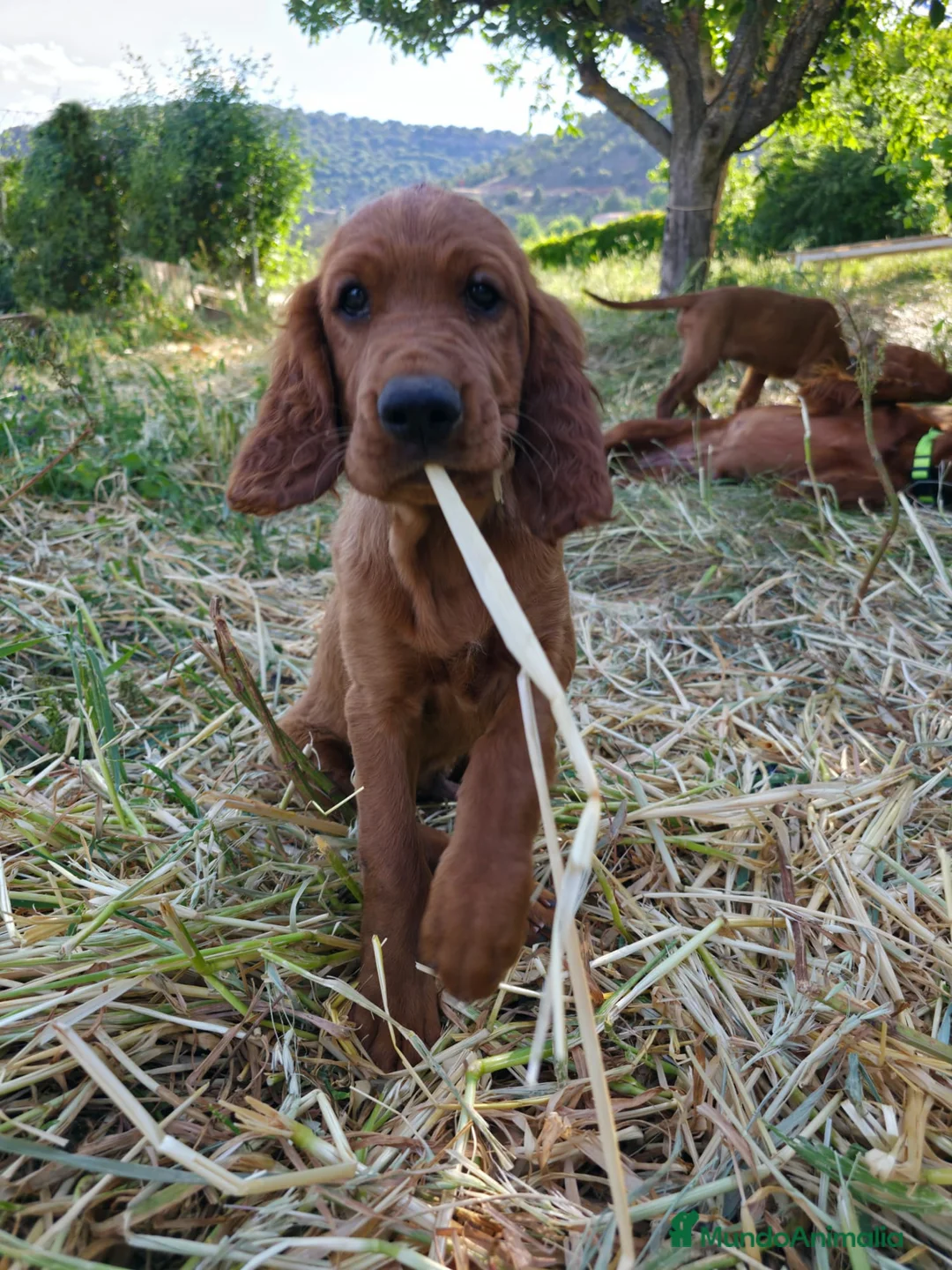 Setter Irlandés Rojo perros en venta: Setter Rojo - Anuncio 2