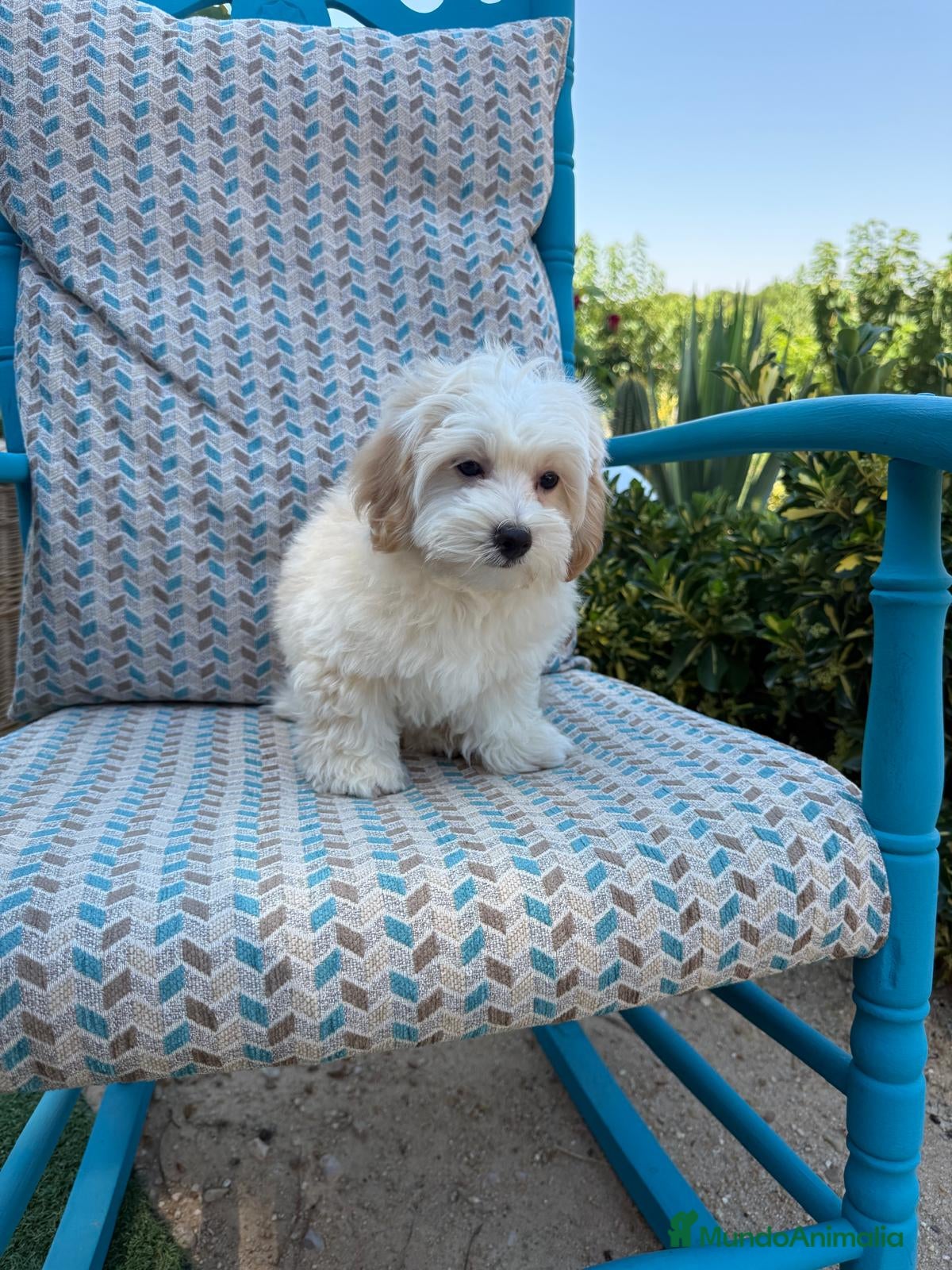 Maltipoo perros Maltipoo con todas las vacunas !!! - Anuncio 1