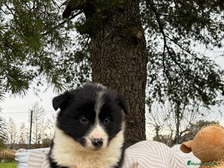 Border Collie perros - Anuncio 29