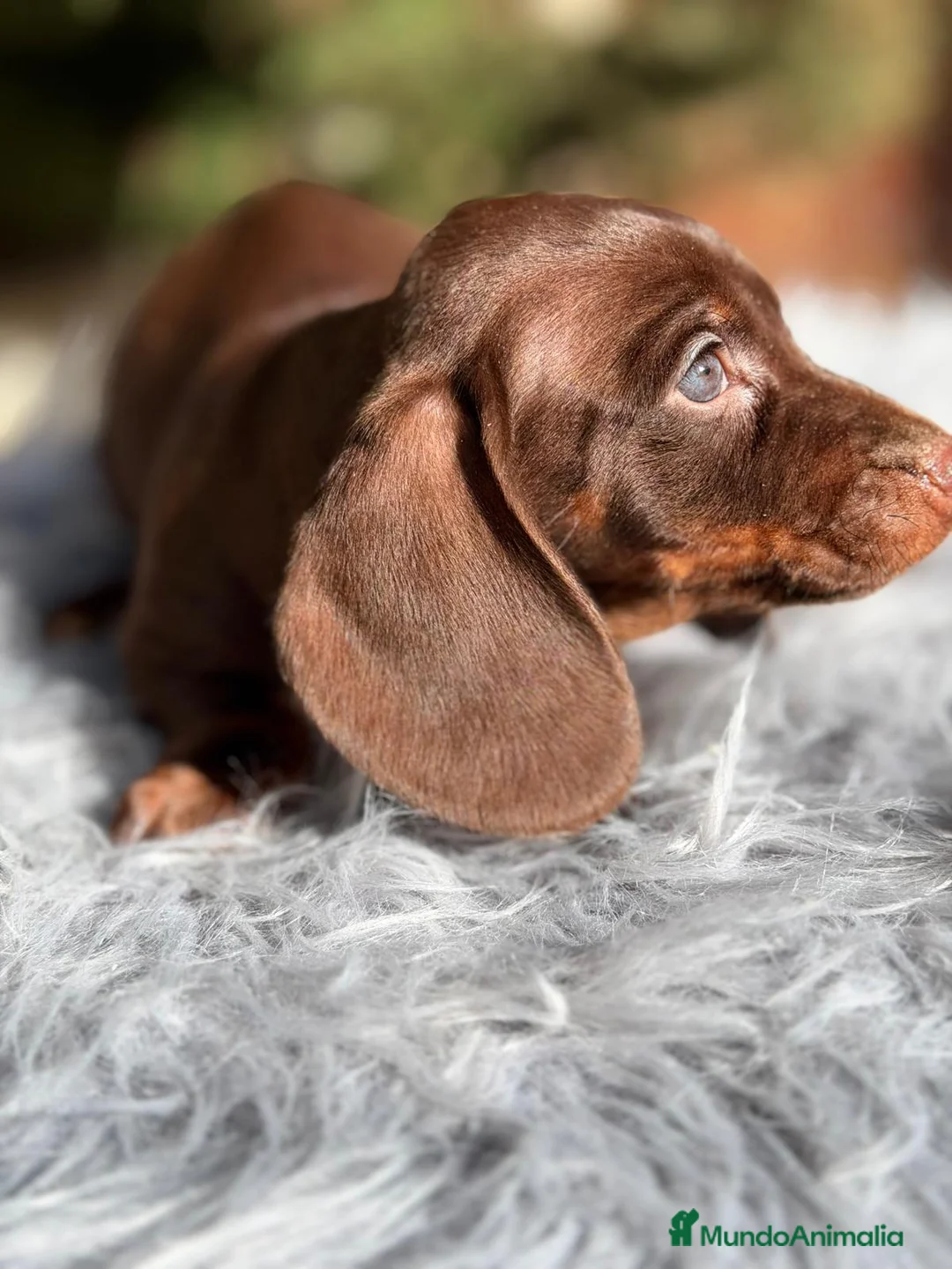 Teckel Miniatura perros en venta: TECKEL CHOCOLATE MACHO - Anuncio 8