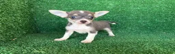 Chihuahua perros en venta: chihuahua - Anuncio 6