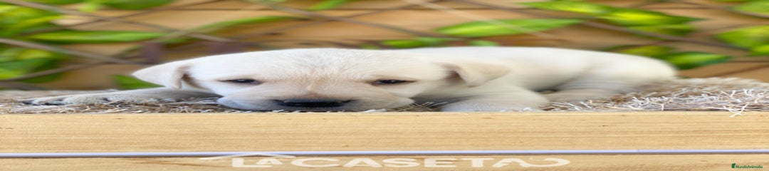 Labrador Retriever Cachorro 3366