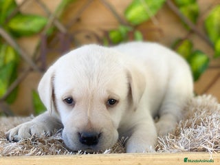 Labrador Retriever perros - Anuncio 6
