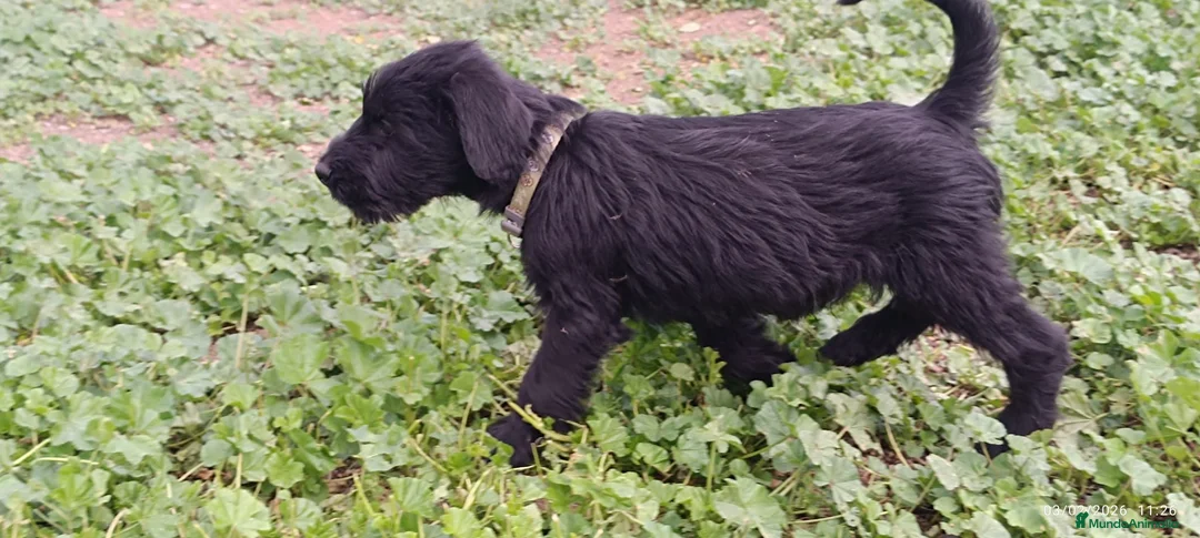 Schnauzer Gigante perros en venta: Schnauzer Gigante  - Anuncio 8