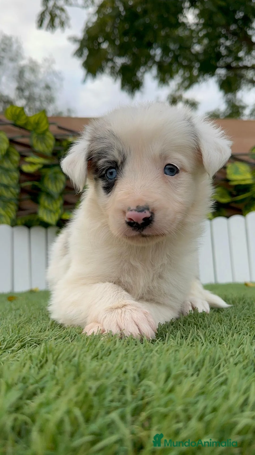 Border Collie perros en venta: BORDER COLLIE MACHO Y HEMBRA en Madrid - Anuncio 14