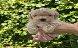 Maltipoo perros en venta: maltipoo - Imagen 4