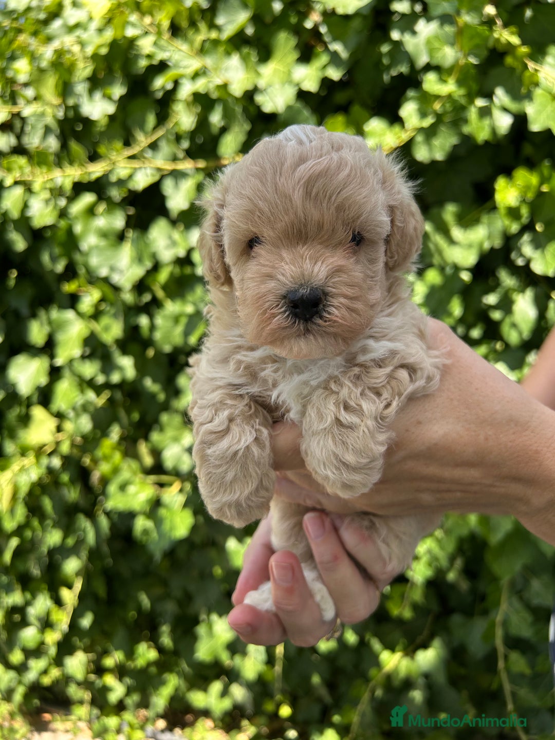 Maltipoo perros en venta: maltipoo - Imagen 4