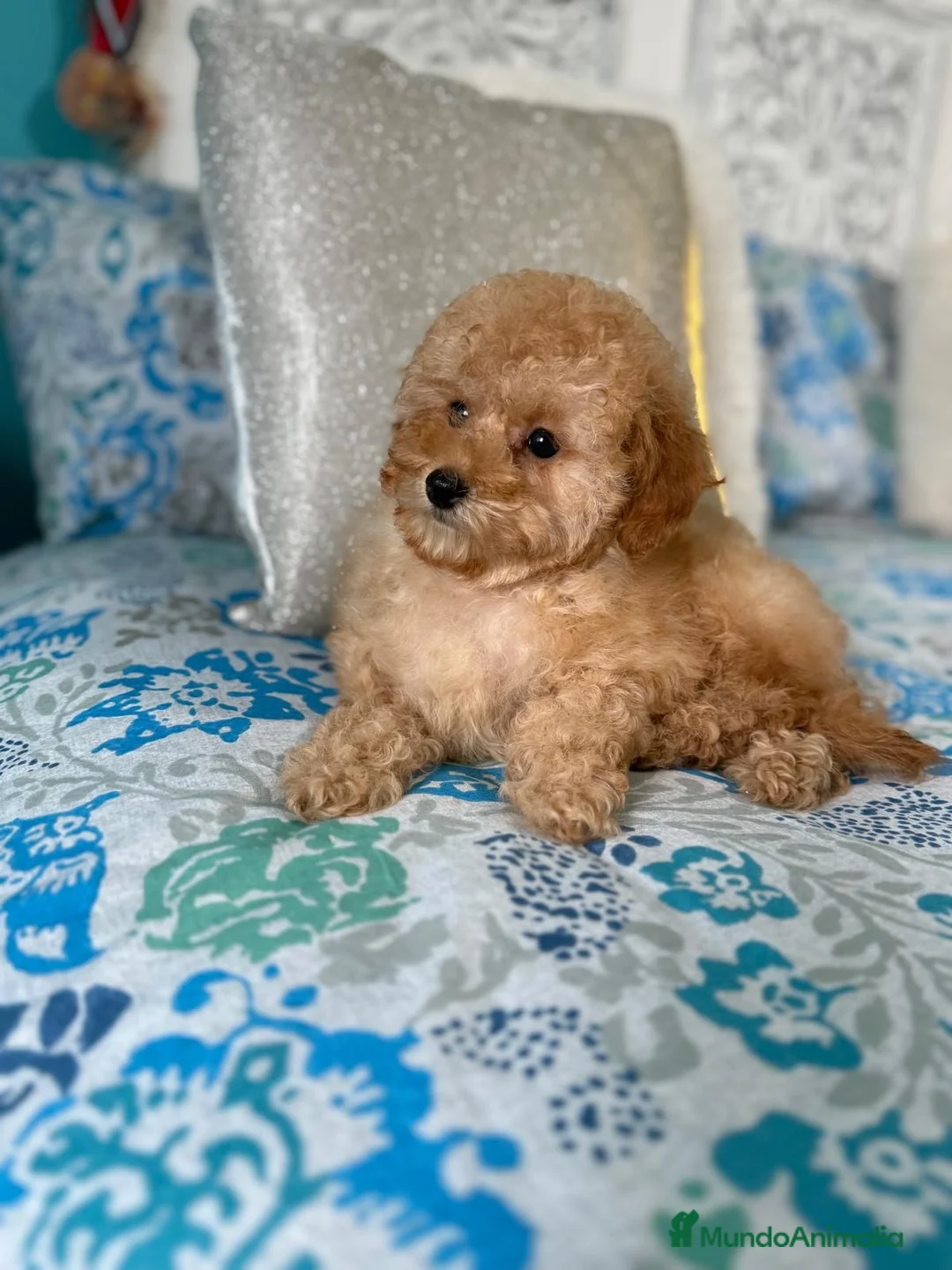 Caniche Toy perros en venta: Caniche toy apricot HEMBRA disponible  - Anuncio 1