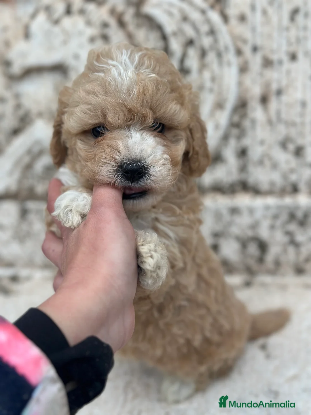 Maltipoo perros en venta: MALTIPOO MACHO DISPONIBLE! en Barcelona - Anuncio 3