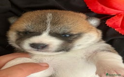 Shiba Inu perros en venta: Camada de shiba inu - Imagen 2
