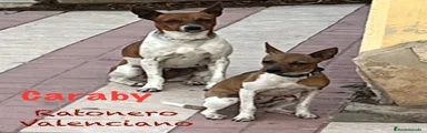 Gos Rater Valencià Cachorro 1