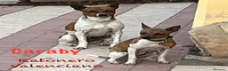 Gos Rater Valencià perros en venta: Gos Rater valencia en caraby  - Anuncio 2