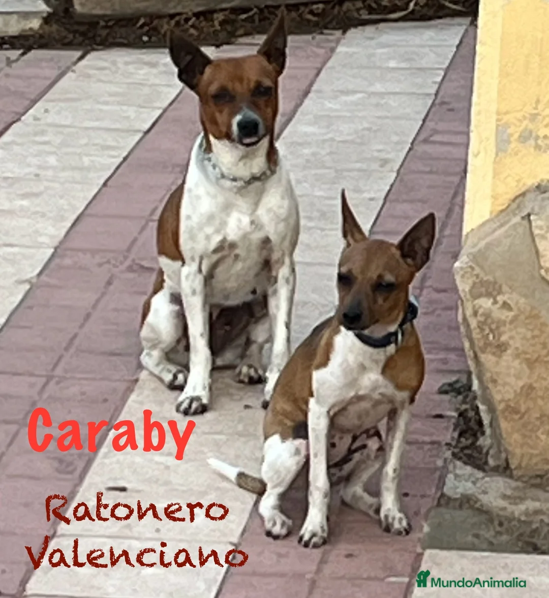Gos Rater Valencià perros en venta: Gos Rater valencia en caraby  - Anuncio 2