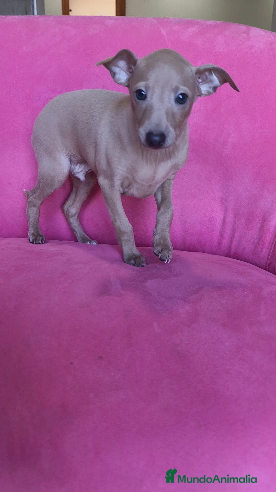 Pequeño Lebrel Italiano perros en venta: Piccolo Galgo Italiano Lebrel - Anuncio 4