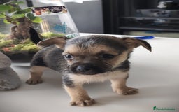 Raza Mixta perros en venta: Cachorro Toy  - Anuncio 5