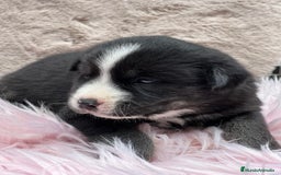 Otras razas perros en venta: Golden con Husky - Imagen 8