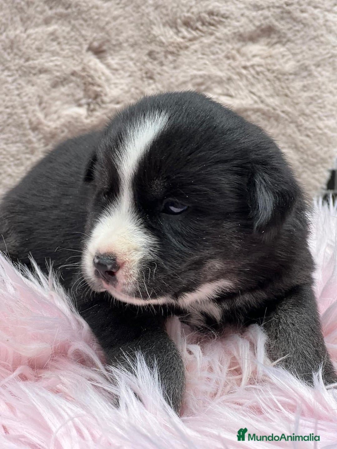 Otras razas perros en venta: Golden con Husky - Imagen 8