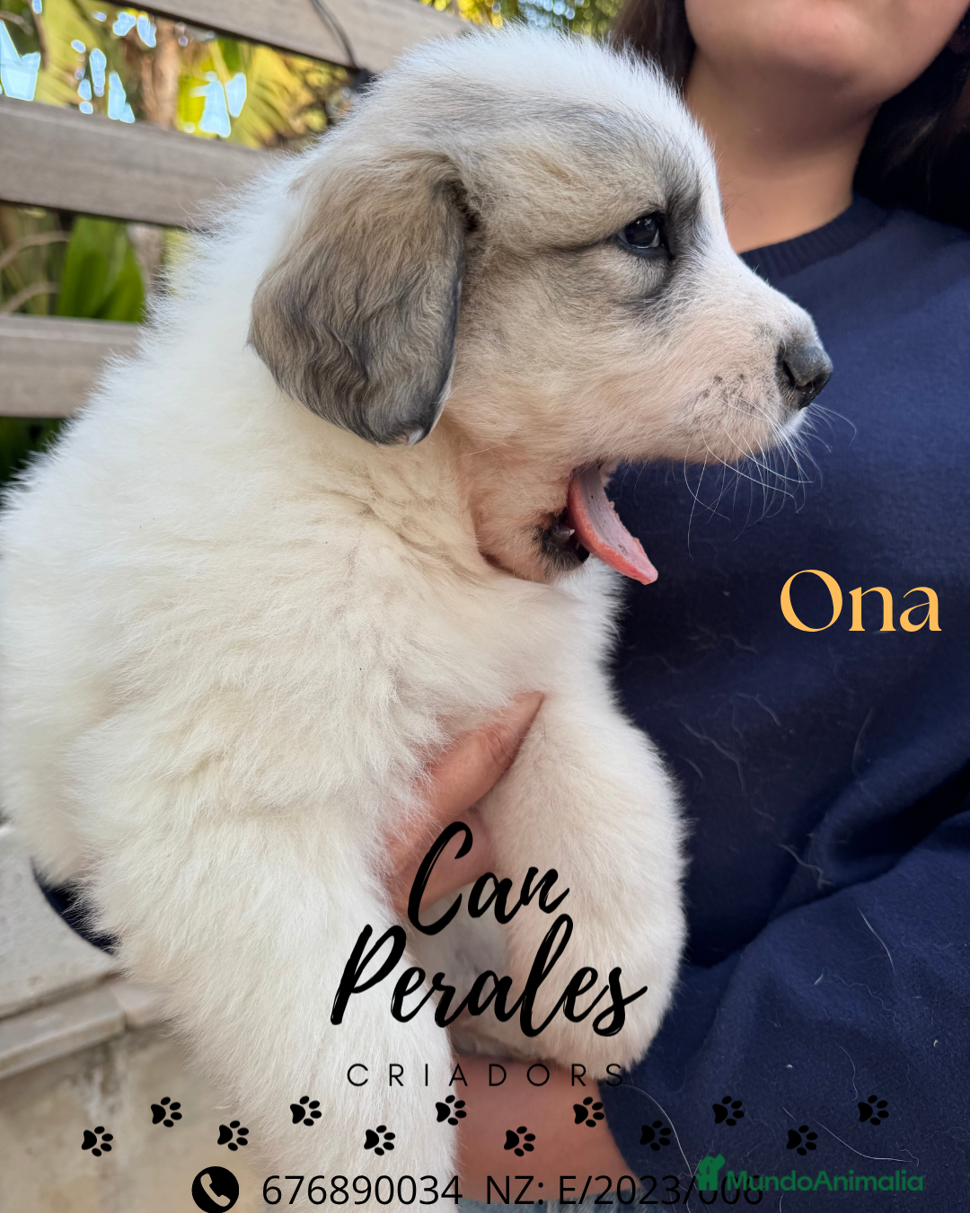 Perro de Montaña de los Pirineos perros en venta: PRECIOSOS CACHORROS DE LOS PIRINEOS - Imagen 10