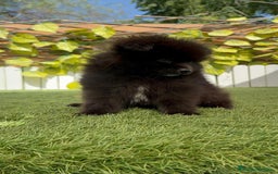 Pomerania perros en venta: POMERANIA MACHO - Imagen 7