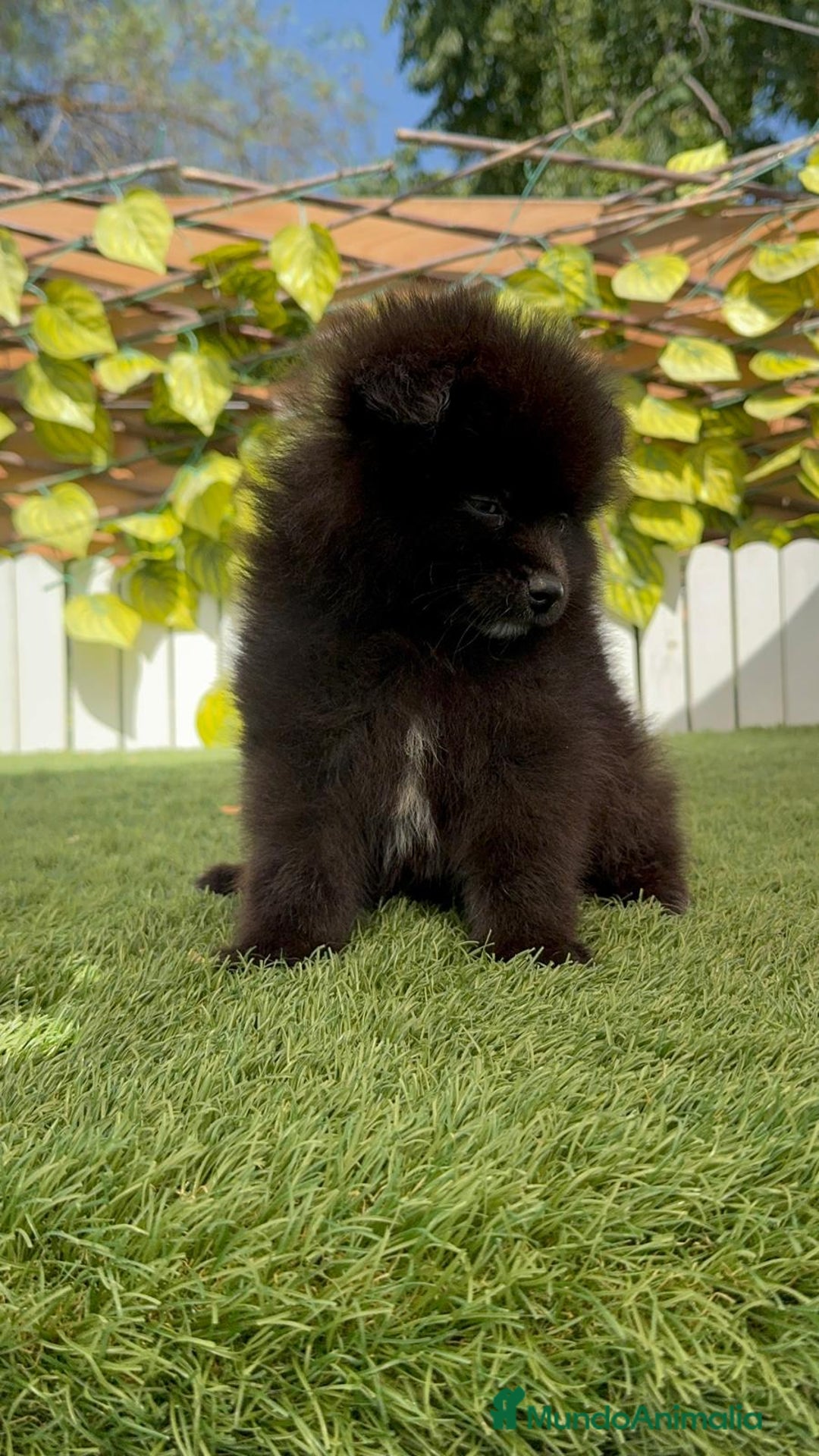 Pomerania perros en venta: POMERANIA MACHO - Imagen 7