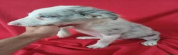 Border Collie perros en venta: Border Collie Merle  - Anuncio 2