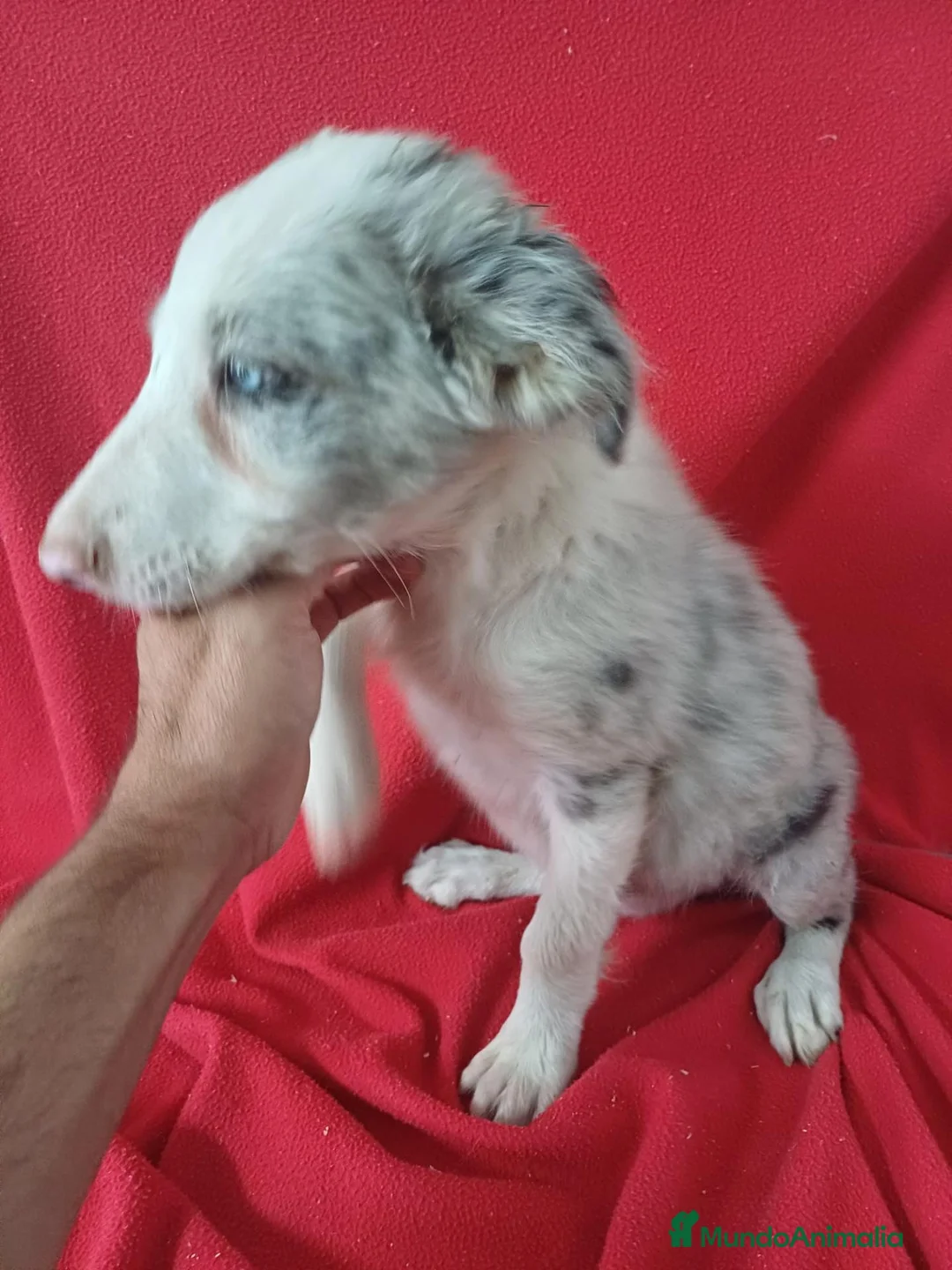Border Collie perros en venta: Border Collie Merle  - Anuncio 2